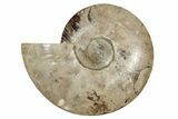 Cut & Polished Ammonite Fossil (Half) - Madagascar #342136-1